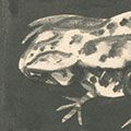 関野凖一郎｢蛙｣