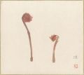 <strong>Asakura Setsu</strong><br>Shikishi Paper Board