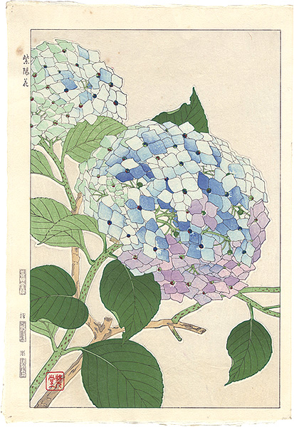 Kawarazaki Shodo “Hydrangea”／