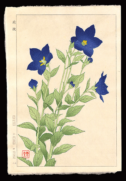 Kawarazaki Shodo “Balloonflower”／