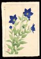 <strong>Kawarazaki Shodo</strong><br>Balloonflower