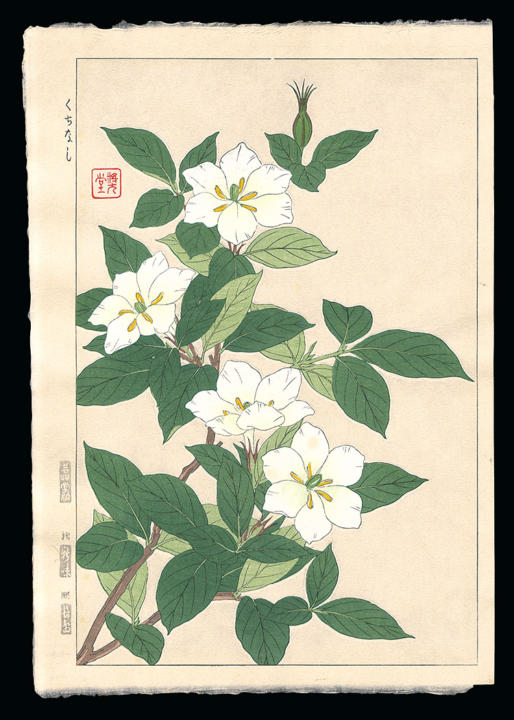 Kawarazaki Shodo “Cape Jasmine”／