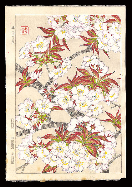 Kawarazaki Shodo “Cherry blossoms (Someiyoshino)”／