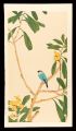 <strong>Imamura Shiko</strong><br>Loquat and Java Sparrow