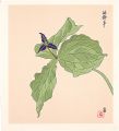 <strong>Tokuriki Tomikichiro</strong><br>Trillium smallii (tentative ti......