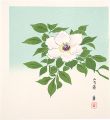 <strong>Tokuriki Tomikichiro</strong><br>Peony