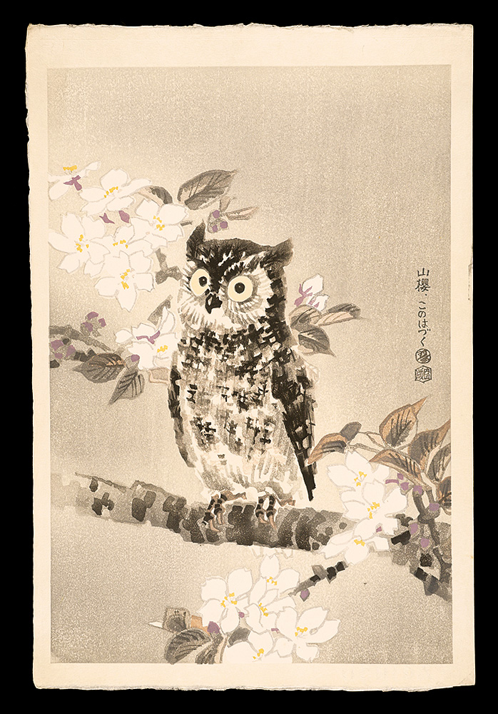 Kotozuka Eiichi “Mountain Cherry Blossom and Japanese Scops Owl”／