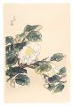 <strong>Kotozuka Eiichi</strong><br>White Camellia