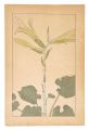 <strong>Sugiura Hisui</strong><br>Cardiocrinum Cordatum