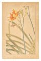 <strong>Sugiura Hisui</strong><br>Day Lily