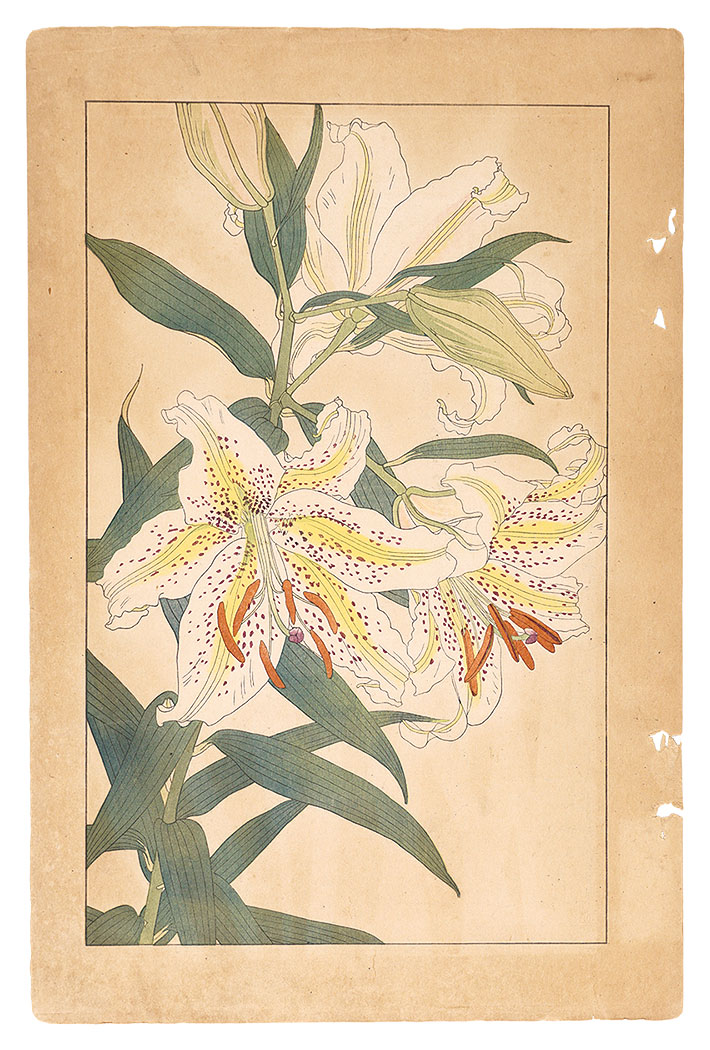 Sugiura Hisui “Golden-rayed Lily”／