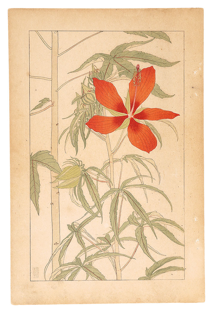 Sugiura Hisui “Hibiscus Coccineus”／