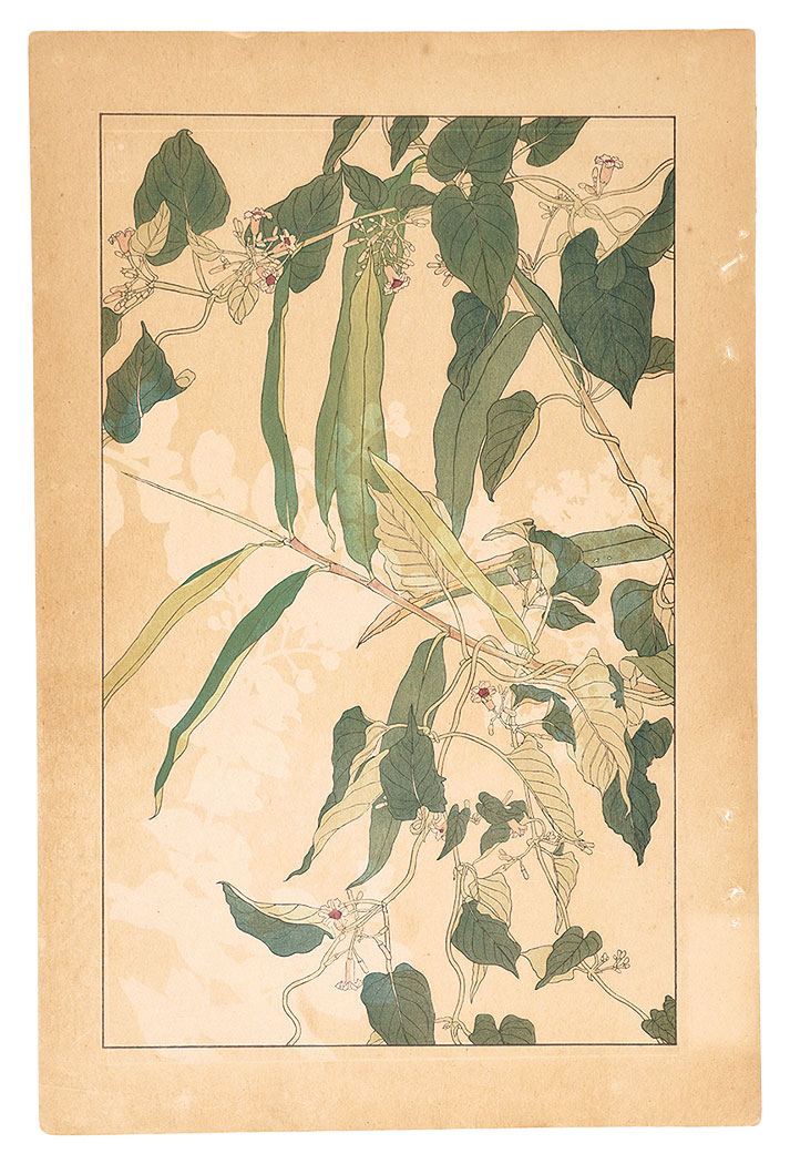 Sugiura Hisui “Paederia Scandens”／