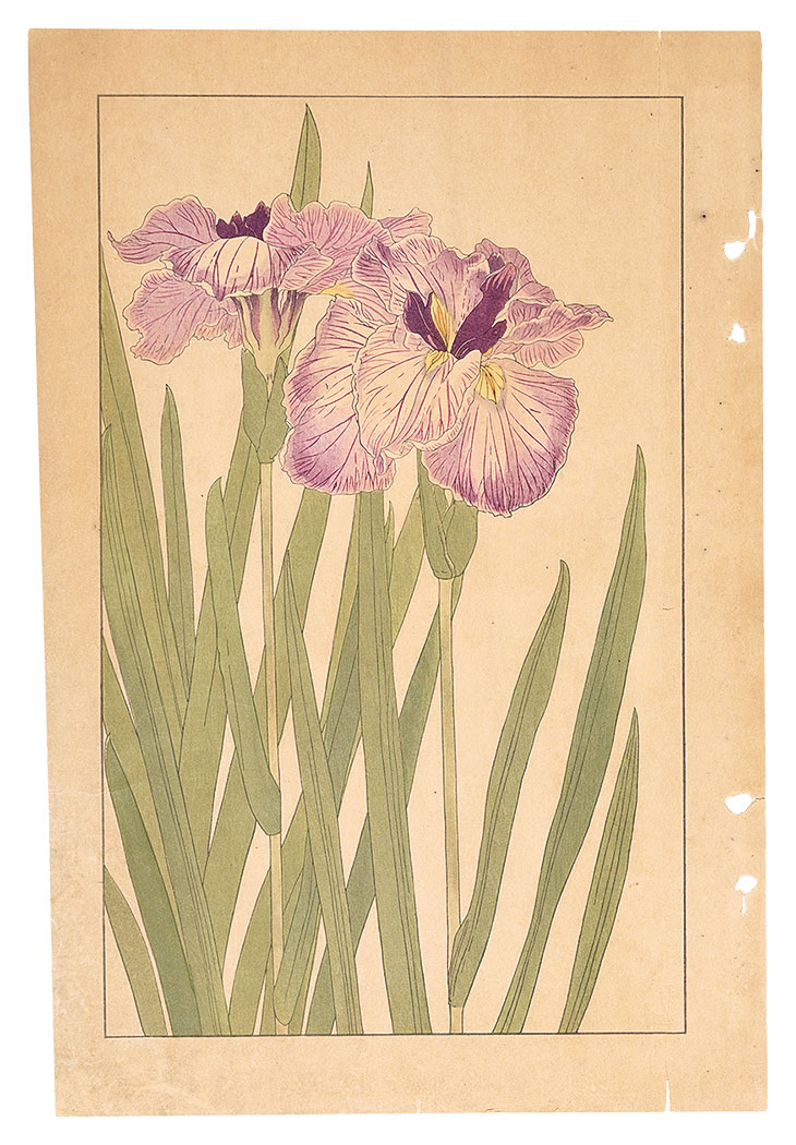 Sugiura Hisui “Japanese Iris”／