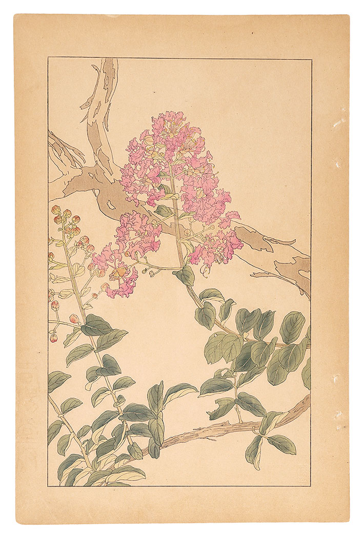 Sugiura Hisui “Crape Myrtle”／