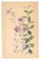 <strong>Sugiura Hisui</strong><br>Balloon Flower