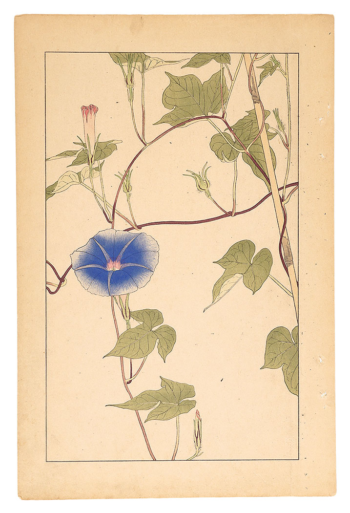 Sugiura Hisui “Morning Glory”／