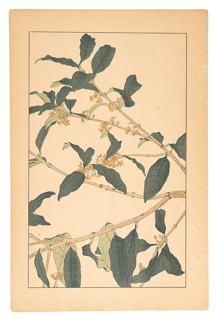 Sugiura Hisui “Sweet Osmanthus”／