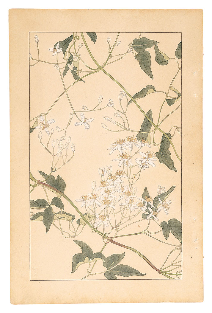 Sugiura Hisui “Clematis”／