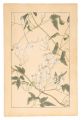 <strong>Sugiura Hisui</strong><br>Clematis