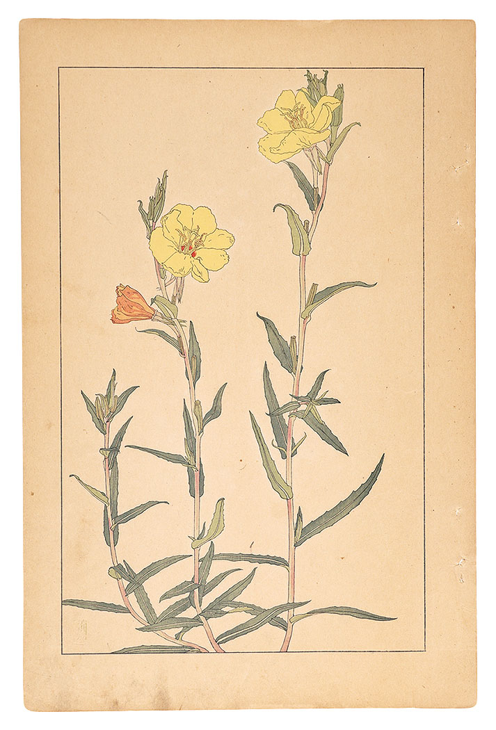 Sugiura Hisui “Evening Primrose”／