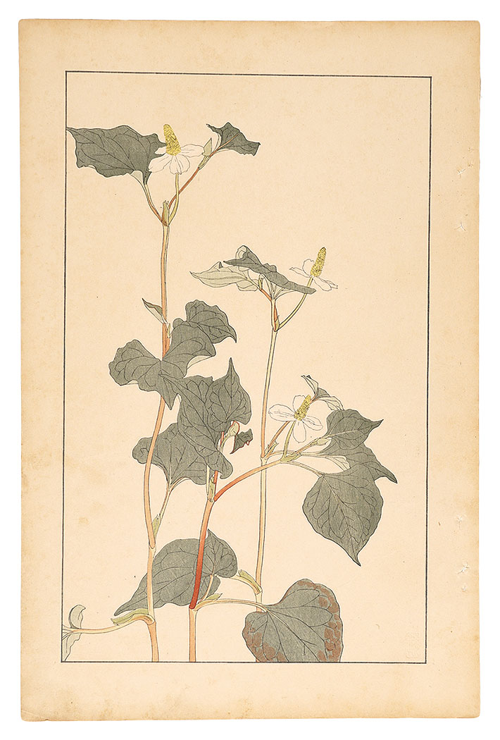 Sugiura Hisui “Houttuynia Cordata”／