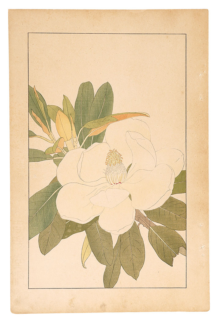 Sugiura Hisui “Southern Magnolia”／