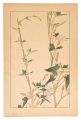 <strong>Sugiura Hisui</strong><br>Calystegia Hederacea