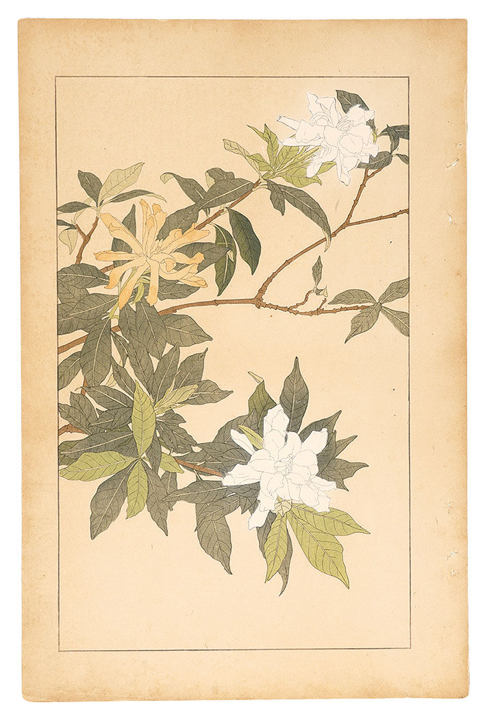 Sugiura Hisui “Gardenia”／