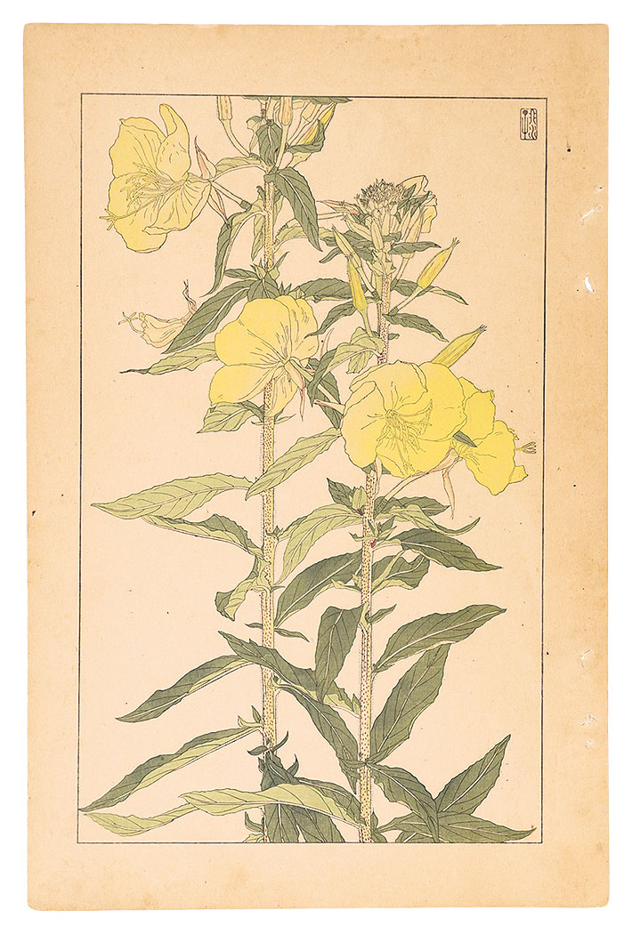 Sugiura Hisui “Evening Primrose”／