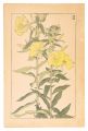 <strong>Sugiura Hisui</strong><br>Evening Primrose