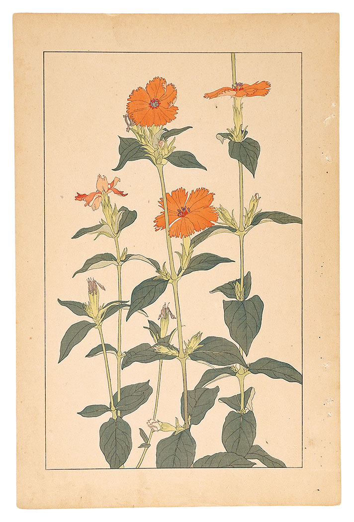 Sugiura Hisui “Lychnis Coronata”／