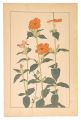 <strong>Sugiura Hisui</strong><br>Lychnis Coronata