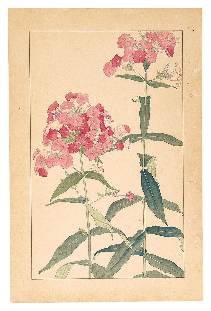 Sugiura Hisui “Phlox Paniculata”／