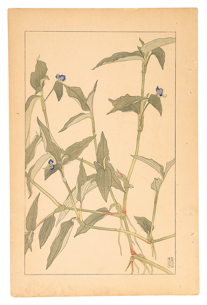 Sugiura Hisui “Commelina Communis”／