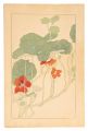<strong>Sugiura Hisui</strong><br>Tropaeolum Majus