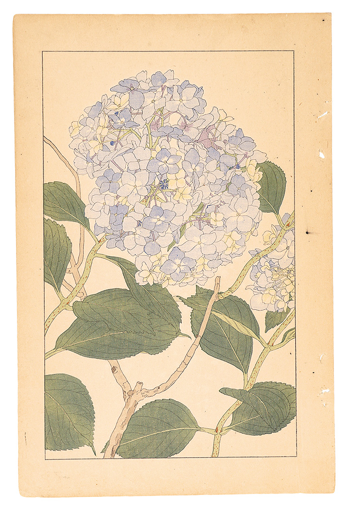 Sugiura Hisui “Hydrangea”／