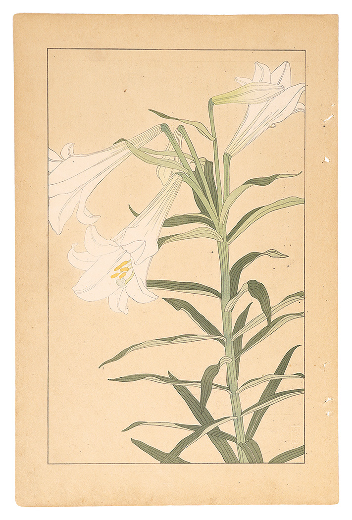 Sugiura Hisui “Easter Lily”／