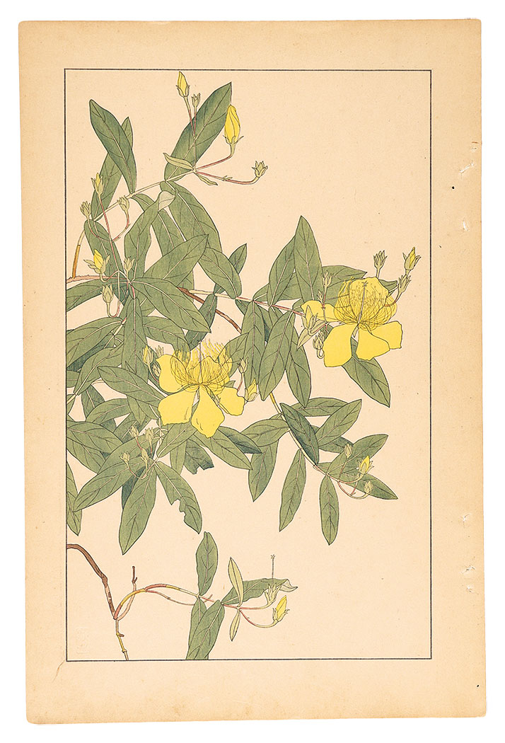 Sugiura Hisui “St. John's wort”／