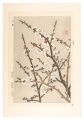<strong>Kawarazaki Shodo</strong><br>Floral Calendar of Japan / Plu......