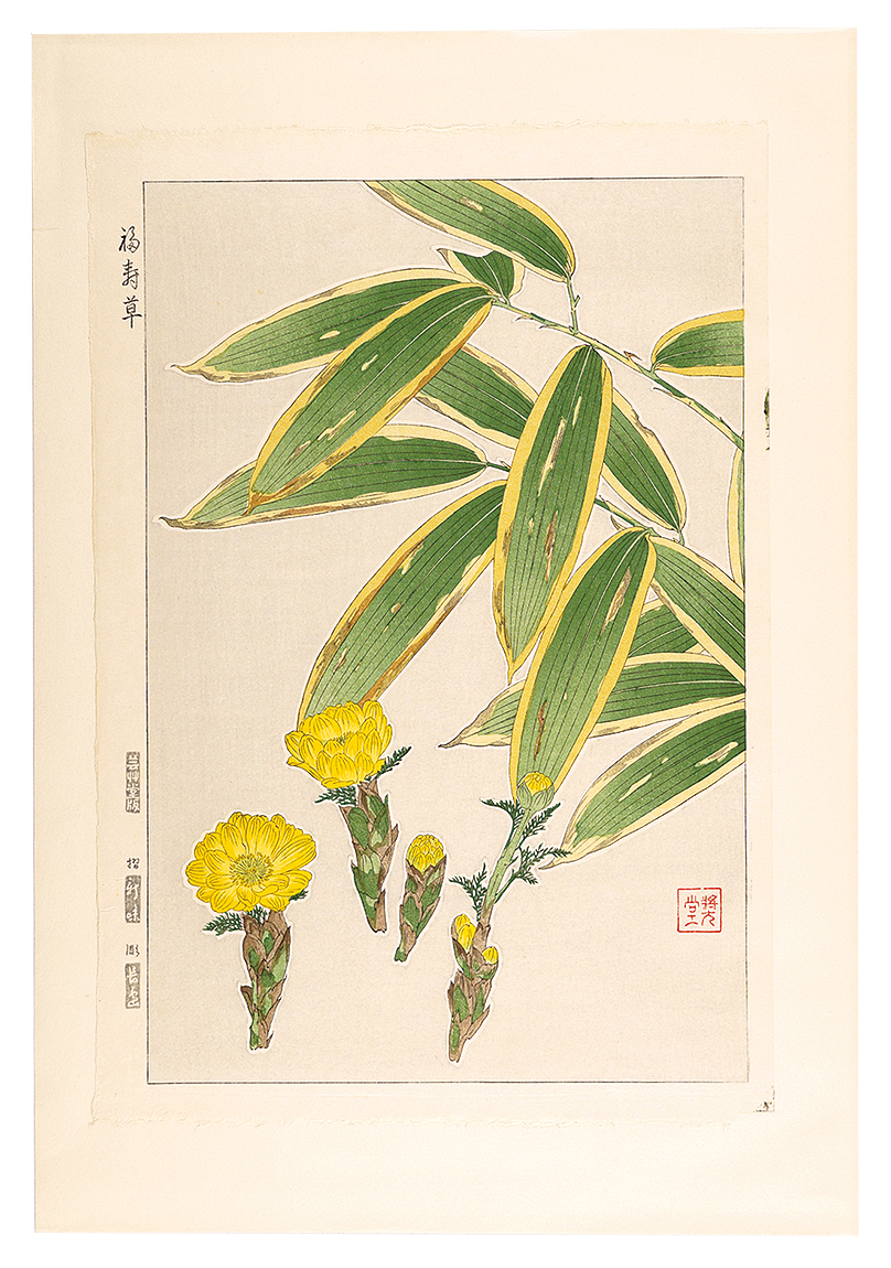 Kawarazaki Shodo “Floral Calendar of Japan / Adonis”／