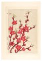 <strong>Kawarazaki Shodo</strong><br>Floral Calendar of Japan / Pea......