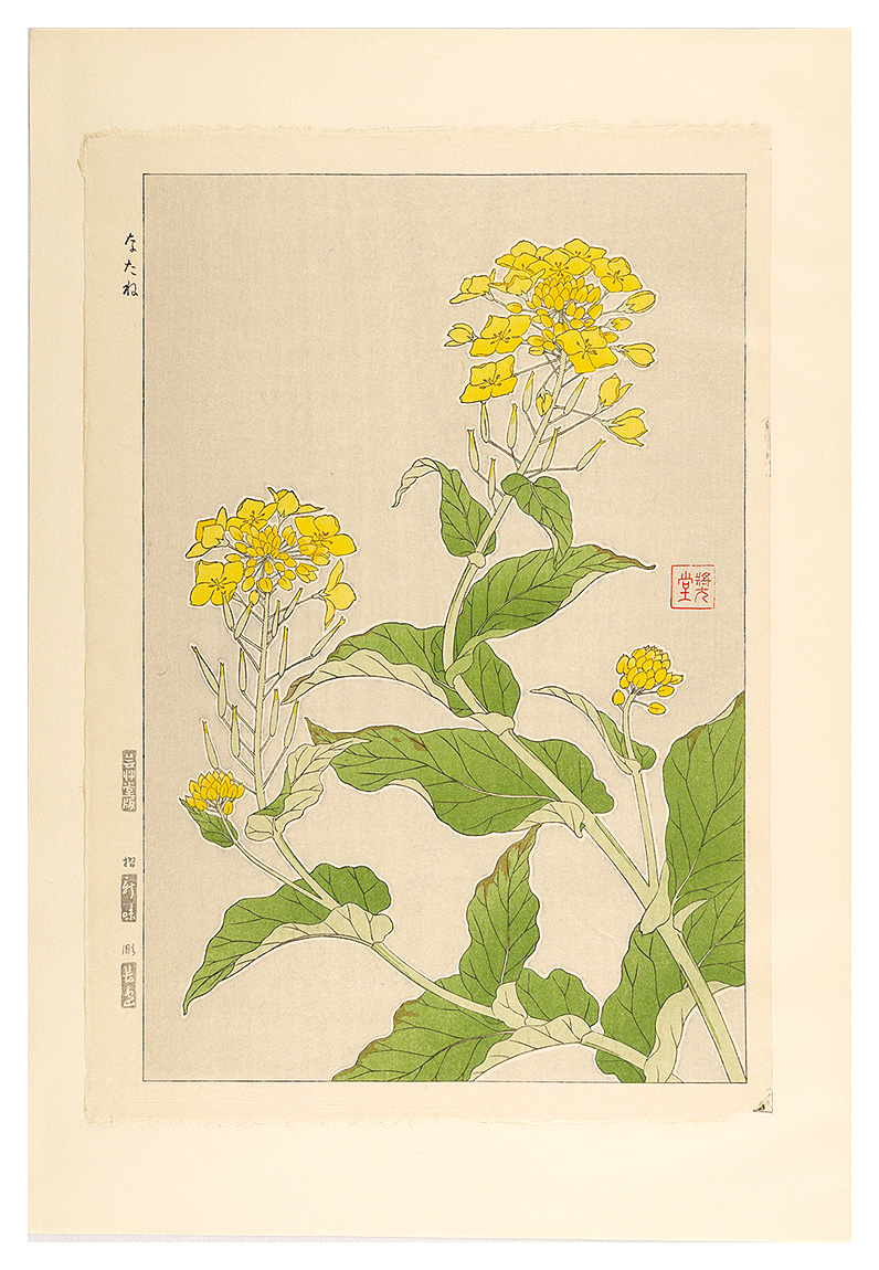 Kawarazaki Shodo “Floral Calendar of Japan / Colza”／