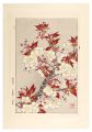 <strong>Kawarazaki Shodo</strong><br>Floral Calendar of Japan / Che......