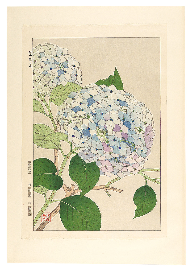 Kawarazaki Shodo “Floral Calendar of Japan / Hydrangea”／