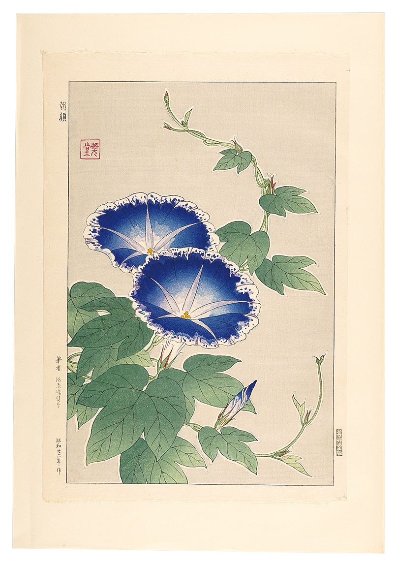 Kawarazaki Shodo “Floral Calendar of Japan / Morning Glory”／