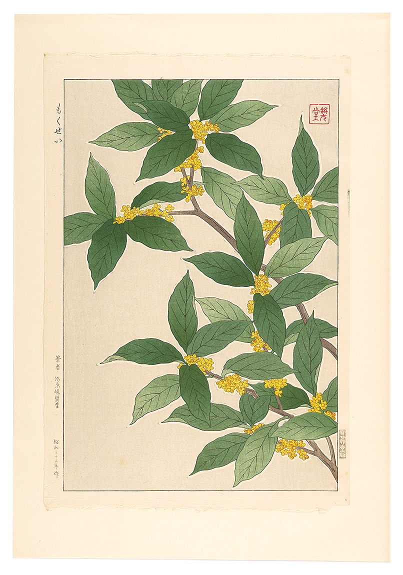 Kawarazaki Shodo “Floral Calendar of Japan / Fragrant Olive”／