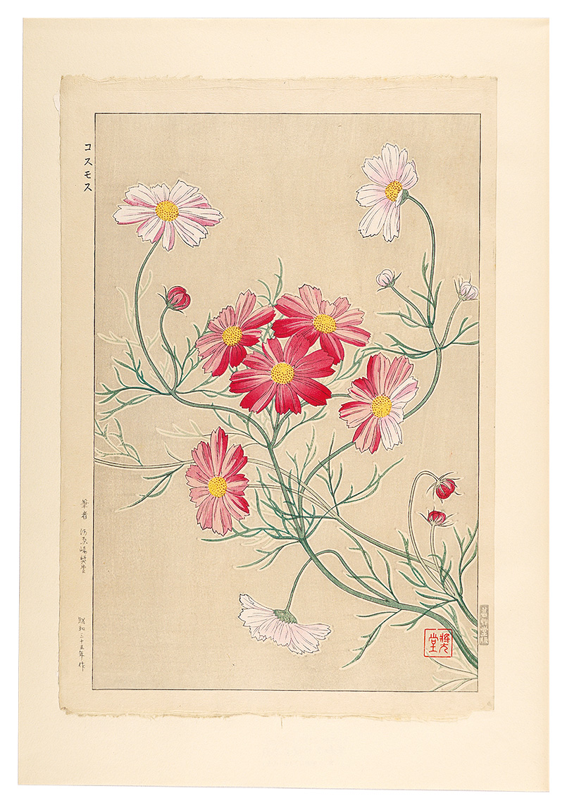 Kawarazaki Shodo “Floral Calendar of Japan / Cosmos”／