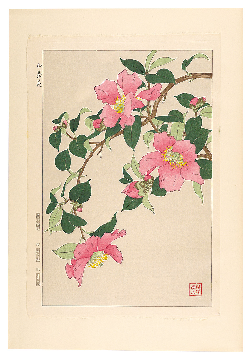 Kawarazaki Shodo “Floral Calendar of Japan / Sasanqua”／