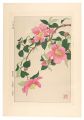 <strong>Kawarazaki Shodo</strong><br>Floral Calendar of Japan / Sas......